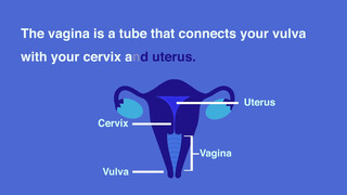 8. Female Anatomy | Sex Education | Real Anatomy | External Genitalia | Vagina, Vulva, Clitoris |
