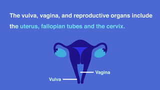 2. Female Anatomy | Sex Education | Real Anatomy | External Genitalia | Vagina, Vulva, Clitoris |