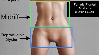 4. Female Frontal Anatomy – Basic – Infomatic