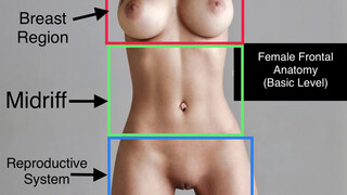 3. Female Frontal Anatomy – Basic – Infomatic