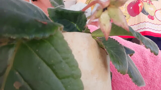1. my gloxinia plant has pink flower
