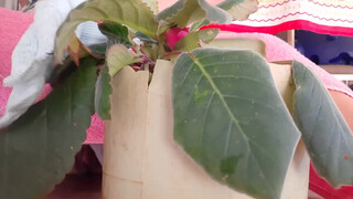 8. my gloxinia plant has pink flower