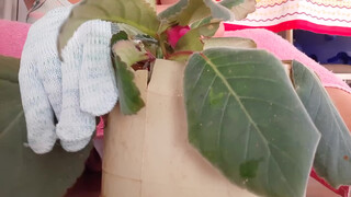 10. my gloxinia plant has pink flower