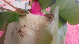 2. my gloxinia plant has pink flower