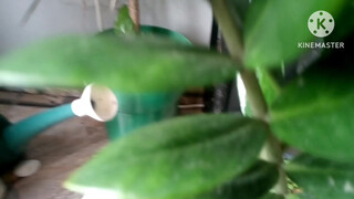 3. My little plants my pease