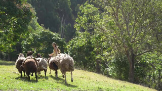 1. Days of Spring in the Countryside