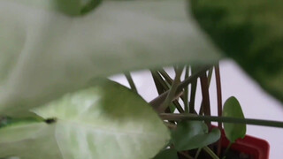 1. MOLHEI A PLANTA…