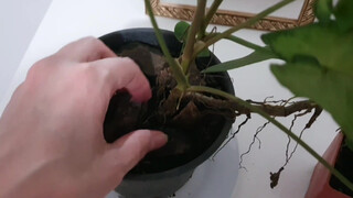 5. MOLHEI A PLANTA…