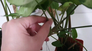8. MOLHEI A PLANTA…