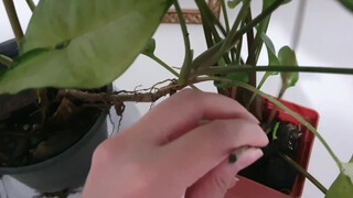 9. MOLHEI A PLANTA…