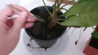 10. MOLHEI A PLANTA…
