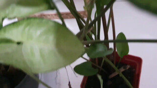 2. MOLHEI A PLANTA…