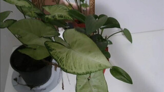 MOLHEI A PLANTA…