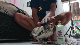 1. a cute chicken