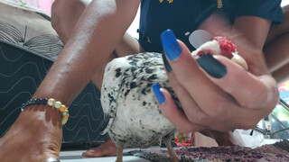 4. a cute chicken