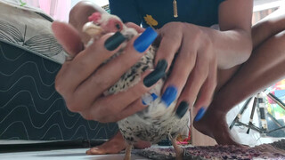 5. a cute chicken
