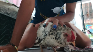 6. a cute chicken