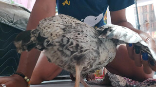 7. a cute chicken