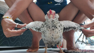8. a cute chicken