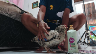 10. a cute chicken