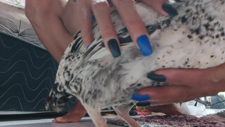 2. a cute chicken