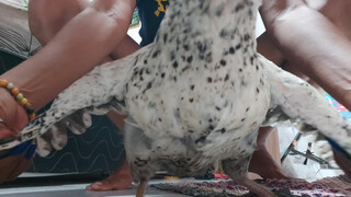 3. a cute chicken