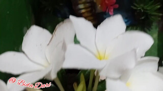 2. Lily white | mp88| mpp88