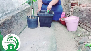 5. How to Transplant Avocado Into a Larger Pot