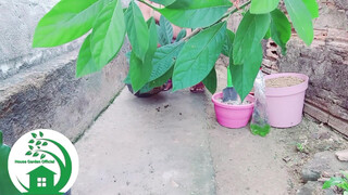 2. How to Transplant Avocado Into a Larger Pot