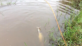 1. Amazing girl Fishing, Khmer Real Life Fishing At Siem Reap Cambodia