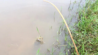 8. Amazing girl Fishing, Khmer Real Life Fishing At Siem Reap Cambodia