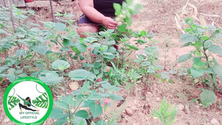 1. Physalis Are Ripe Ready To Harvest