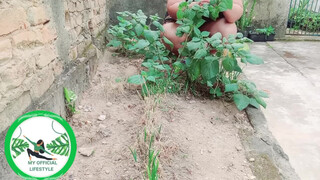 5. Physalis Are Ripe Ready To Harvest