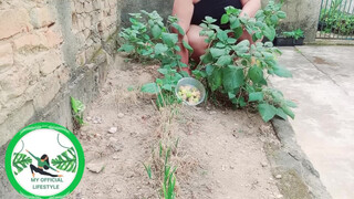 6. Physalis Are Ripe Ready To Harvest