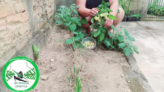 7. Physalis Are Ripe Ready To Harvest