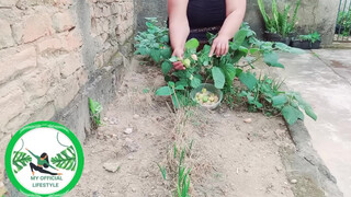 8. Physalis Are Ripe Ready To Harvest