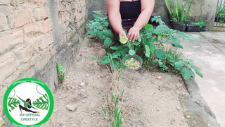 9. Physalis Are Ripe Ready To Harvest