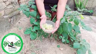 10. Physalis Are Ripe Ready To Harvest