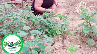2. Physalis Are Ripe Ready To Harvest