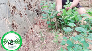 3. Physalis Are Ripe Ready To Harvest