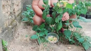 Physalis Are Ripe Ready To Harvest