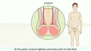 5. male orgasm • How does it work? Explaining the male orgasm and its characteristics