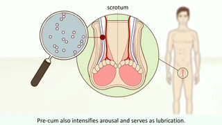 6. male orgasm • How does it work? Explaining the male orgasm and its characteristics