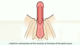 9. male orgasm • How does it work? Explaining the male orgasm and its characteristics