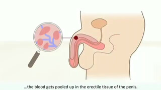 2. male orgasm • How does it work? Explaining the male orgasm and its characteristics