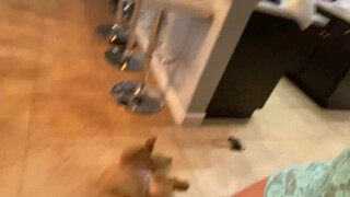 4. Hariel Ferrari | VLOG: PRIMEIRO DIA DE FAXINA EM CASA