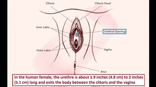 8. Female External Genitalia Guide – Educational – Detailed – Uncensored – For Adults [18+] Only
