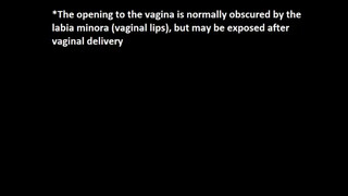 10. Female External Genitalia Guide – Educational – Detailed – Uncensored – For Adults [18+] Only