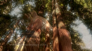5. Pure Nude Yoga – Redwood Forest Yogini- Beginning & Intermediate Instruction  (Trailer)