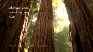 2. Pure Nude Yoga – Redwood Forest Yogini- Beginning & Intermediate Instruction  (Trailer)
